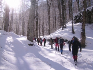 Recorrido por el bosque